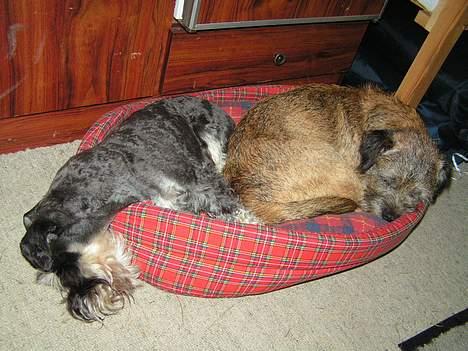 Dvaergschnauzer Cookie - Når man er træt er det let at tabe hovedet billede 8