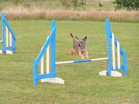 Border terrier Charlie - Er I snart færdig med at tage billeder - jeg kan jo ikke blive hængende her! billede 9