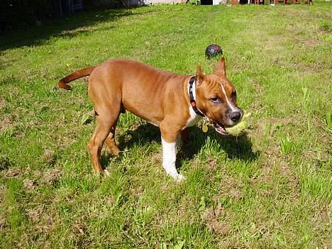 Amerikansk staffordshire terrier alvarez´s ramon candel billede 14