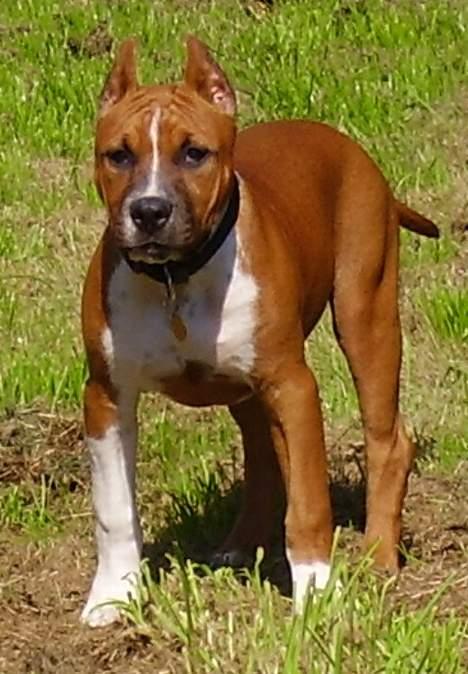 Amerikansk staffordshire terrier alvarez´s ramon candel billede 15
