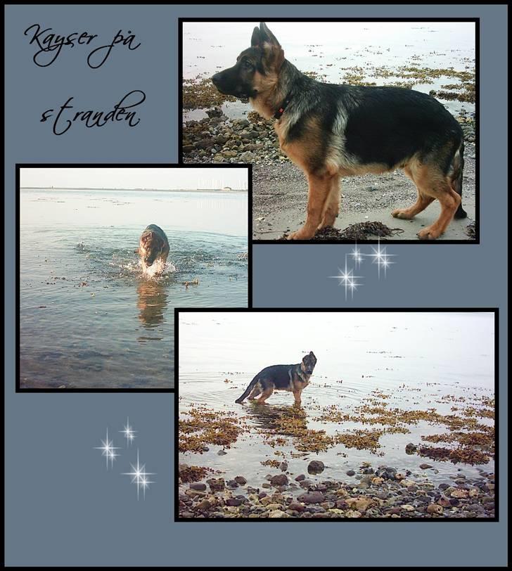 Schæferhund Kayser 30/4 05 - 16/1 06 billede 11