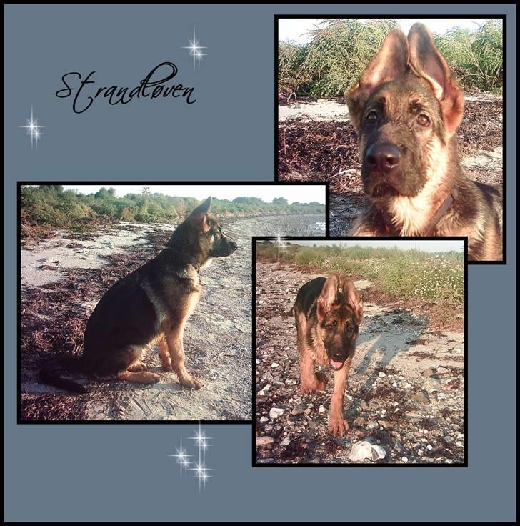 Schæferhund Kayser 30/4 05 - 16/1 06 billede 12