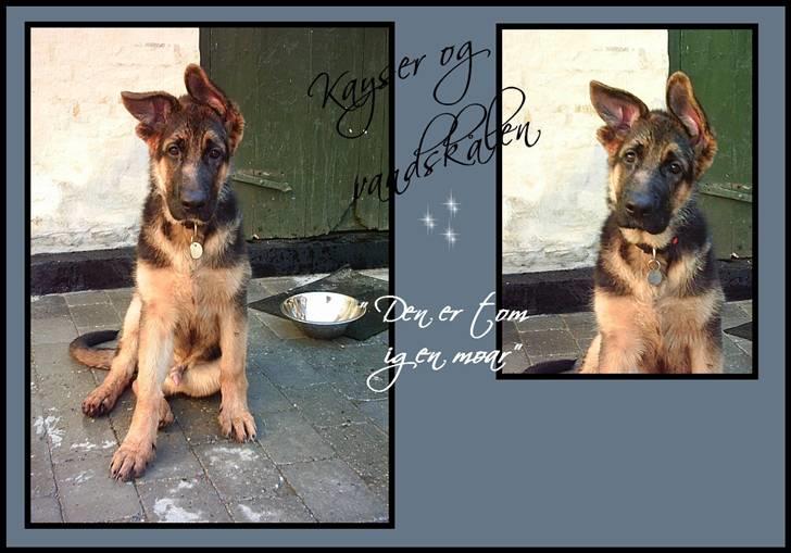 Schæferhund Kayser 30/4 05 - 16/1 06 billede 13