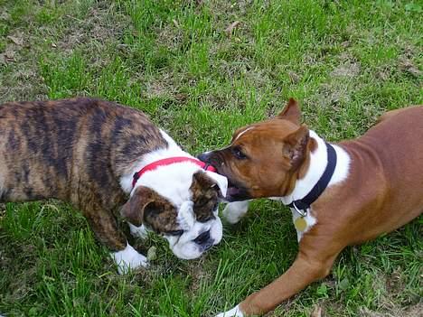 Amerikansk staffordshire terrier alvarez´s ramon candel billede 16