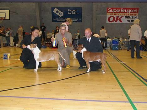 Amerikansk staffordshire terrier alvarez´s ramon candel billede 17