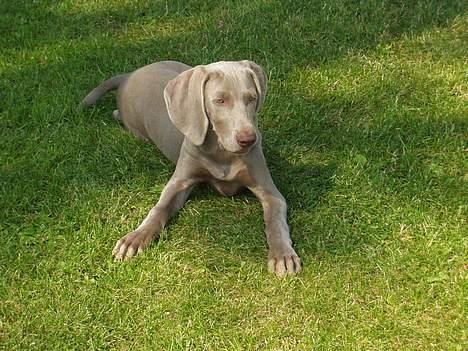 Weimaraner Bundy - Nu er jeg ved at være en lækker steg! billede 5