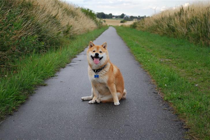 Shiba Nikko ¤Himmelhund¤ - Hva´ skal vi snart videre eller hva??? billede 2