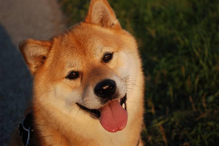 Shiba Nikko ¤Himmelhund¤ - September 08, smukke hund billede 7