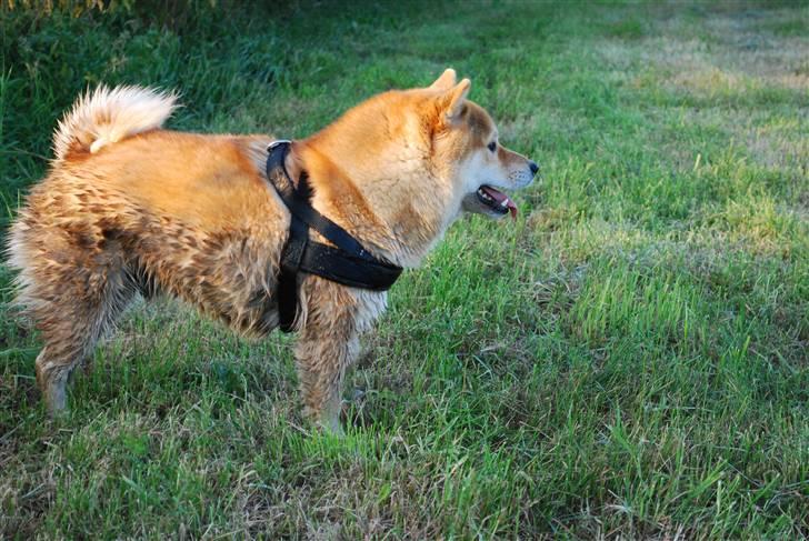 Shiba Nikko ¤Himmelhund¤ - Nikko kan ikke se vand uden at skulle i det, heller ikke selvom vandet er sort, som det er i mosen!!! billede 10