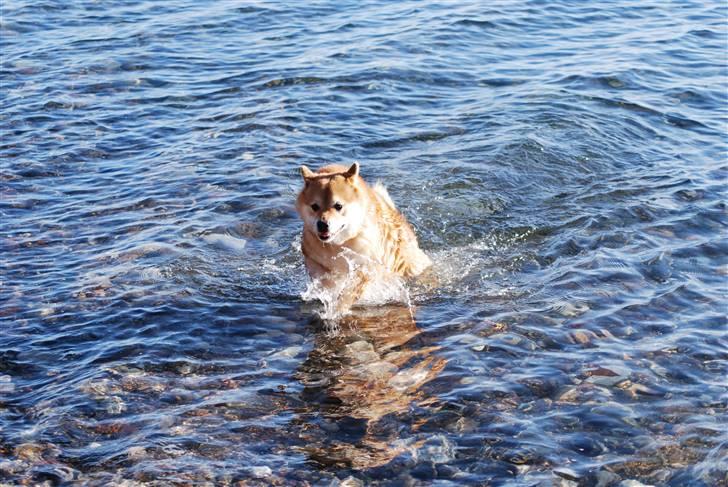 Shiba Nikko ¤Himmelhund¤ - Fuld firspring...vand er sjovt! billede 12