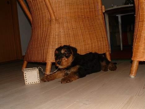 Airedale terrier emma - Emma holder pause ;) billede 5