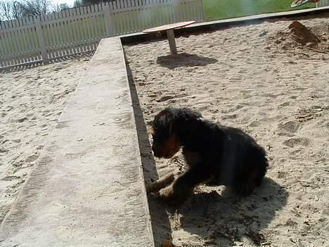 Airedale terrier emma - På tur i skoven :D !! billede 6