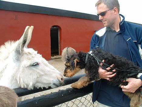Airedale terrier emma - Emma møder første kærlighed xD !! billede 7
