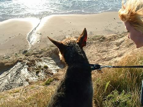 Airedale terrier emma - Emma på ferie i nordjylland :D billede 8