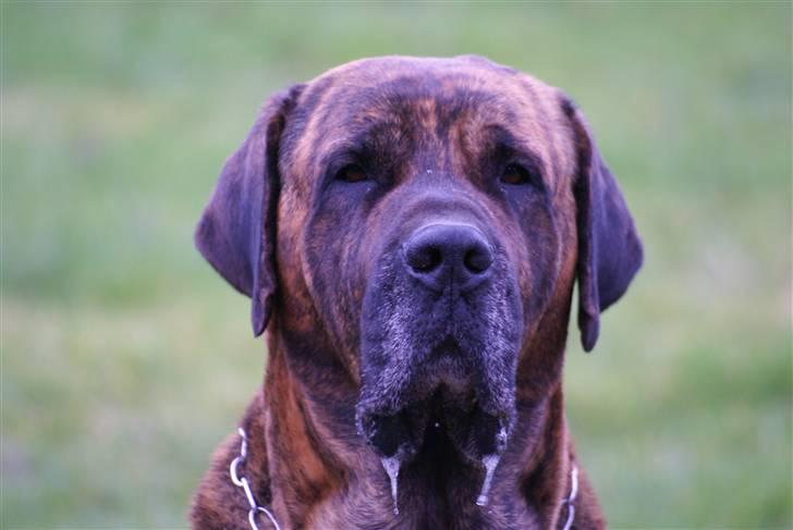 Broholmer Finris 2003-2013 - Er jeg ik lækker! billede 1