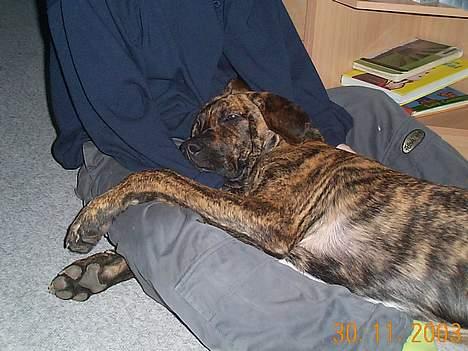 Broholmer Finris 2003-2013 - Det bedste han ved er at putte billede 2