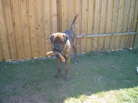 Broholmer Finris 2003-2013 billede 3