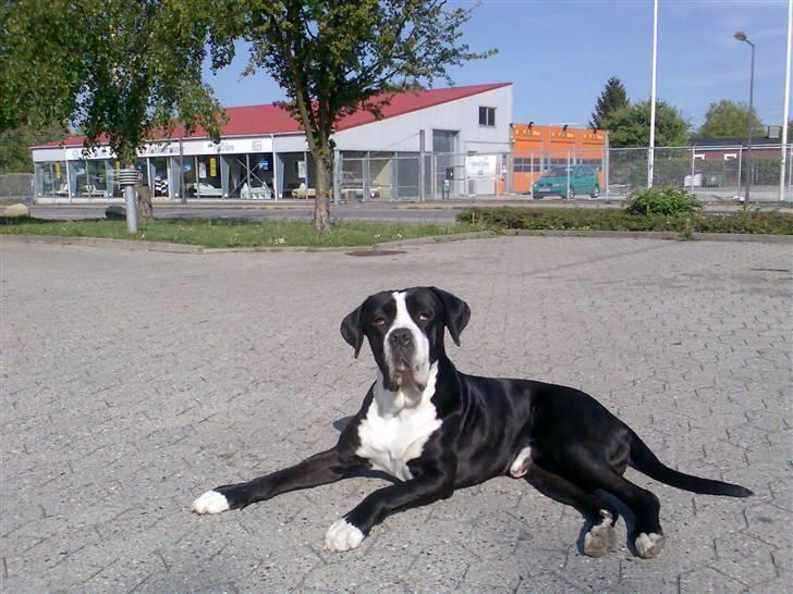 Cane corso Nero billede 1