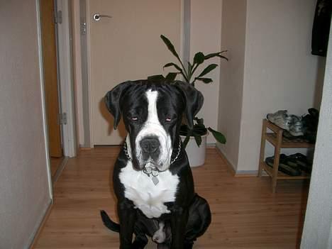 Cane corso Nero billede 2