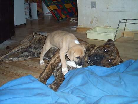 Broholmer Finris 2003-2013 - Finris møder vores anden hund Tjasse billede 4