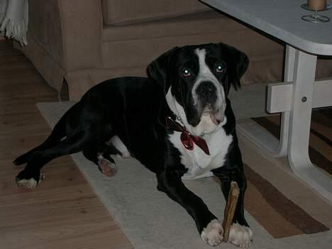 Cane corso Nero - Så blev det endelig jul. Tiden med godbider ;o) billede 3
