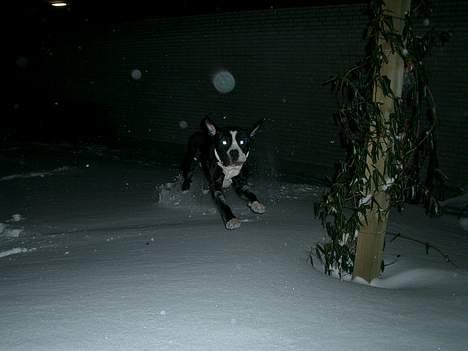 Cane corso Nero - Leg i den kolde vintertid. billede 4
