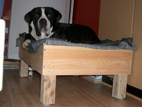 Cane corso Nero billede 5