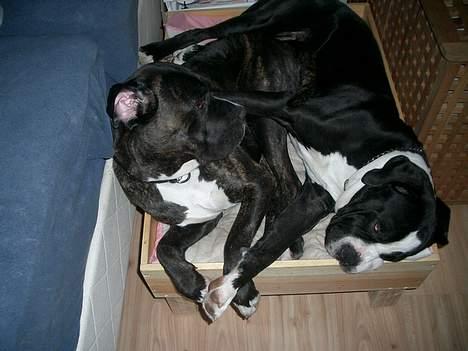 Cane corso Nero - Nero putter med sin muar ;o) billede 6