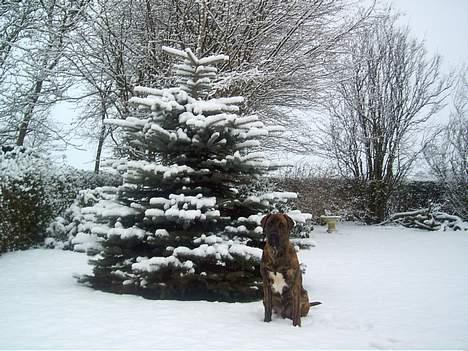 Broholmer Finris 2003-2013 billede 6