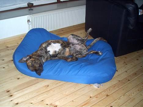 Broholmer Finris 2003-2013 - Det er rart at slappe af!!! billede 7