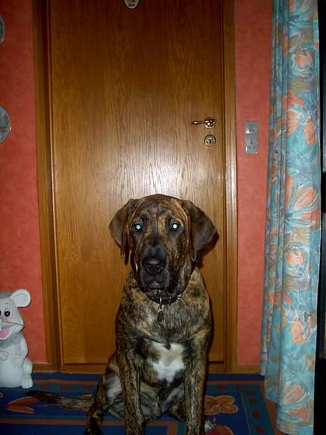 Broholmer Finris 2003-2013 billede 8