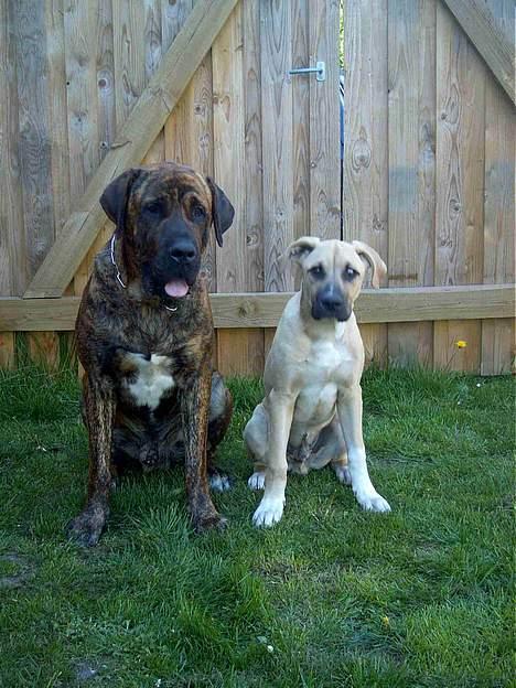 Broholmer Finris 2003-2013 - Finris og Tjasse billede 9