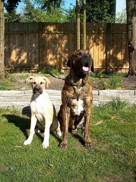 Broholmer Finris 2003-2013 billede 10