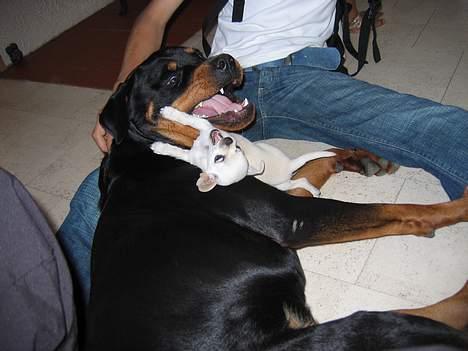 Chihuahua SHANTI - Du ska ikk tro at du er større og stærkere end mig, dit sorte bæst.. billede 4