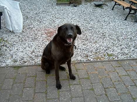 Blanding af racer *stjerne*  billede 1