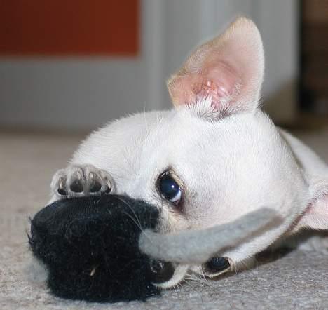 Chihuahua SHANTI - Den bedste mus i verden!! billede 5