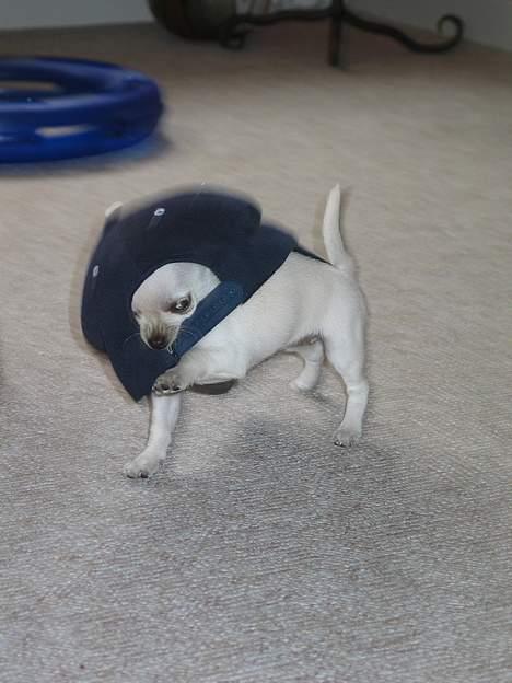 Chihuahua SHANTI - Jeg fik den, jeg fik den, juhu hvor er jeg god.. billede 6