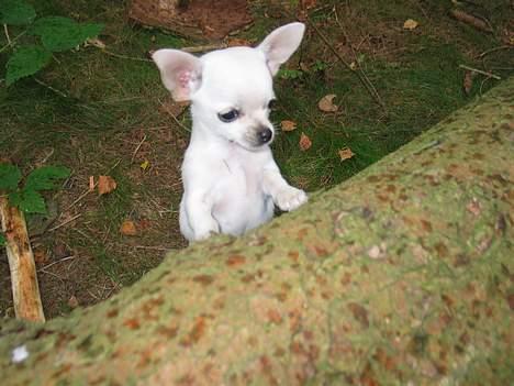 Chihuahua SHANTI - Hov, glem ikk mig. Jeg sidder fasa bag en stor tingest... billede 7