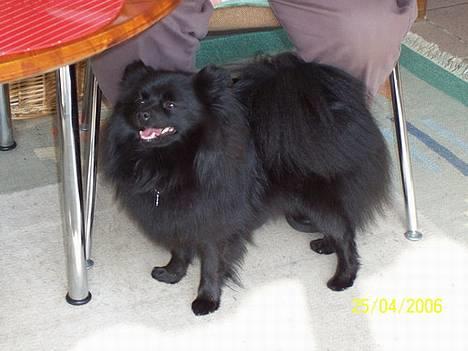 Pomeranian Fie *4-7-2004* - Har lige været ude og løbe stærkt. ;o) billede 10