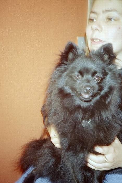 Pomeranian Fie *4-7-2004* - Hejsa, her sidder jeg jo godt. billede 11
