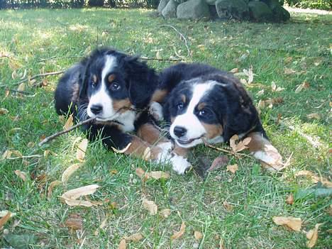 Berner sennenhund Lonnie - Her er jeg så til venstre, og min søster er kommet med mig, så nu kan vi lege sammen. billede 6