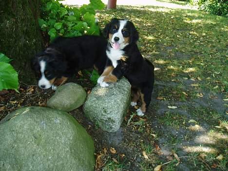 Berner sennenhund Lonnie - Det er dejligt at lege i haven sammen med min søster Freja. billede 8