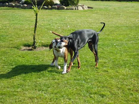 Dobermann Gabi billede 6