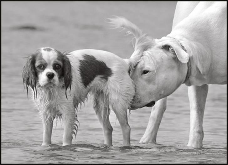 Dogo argentino cano - taget og redigeret af Rostell foto. fanta og cano billede 11