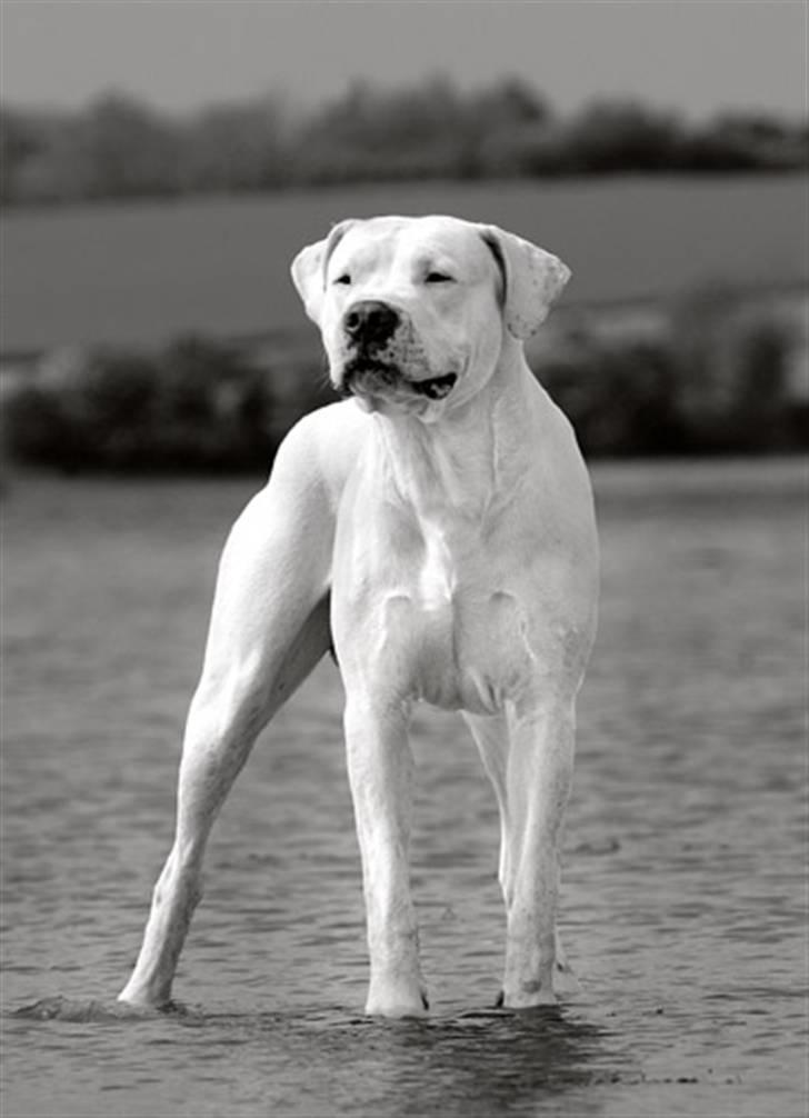 Dogo argentino cano - taget af Rostell foto billede 12