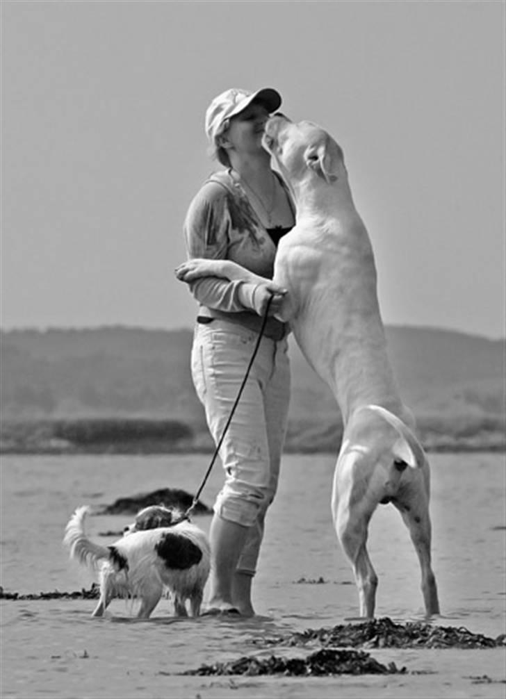 Dogo argentino cano -  billedet taget af Rostell foto, birgitte og cano billede 13