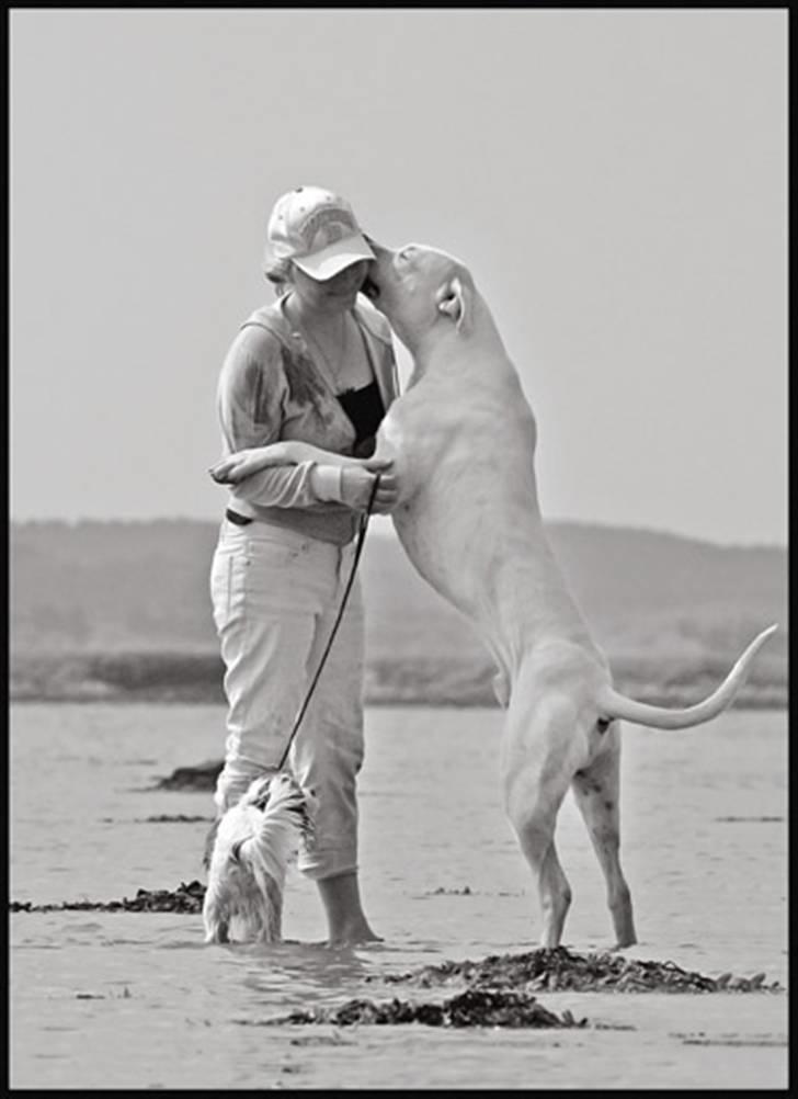 Dogo argentino cano - billedet taget af Rostell foto. cano og birgitte billede 14