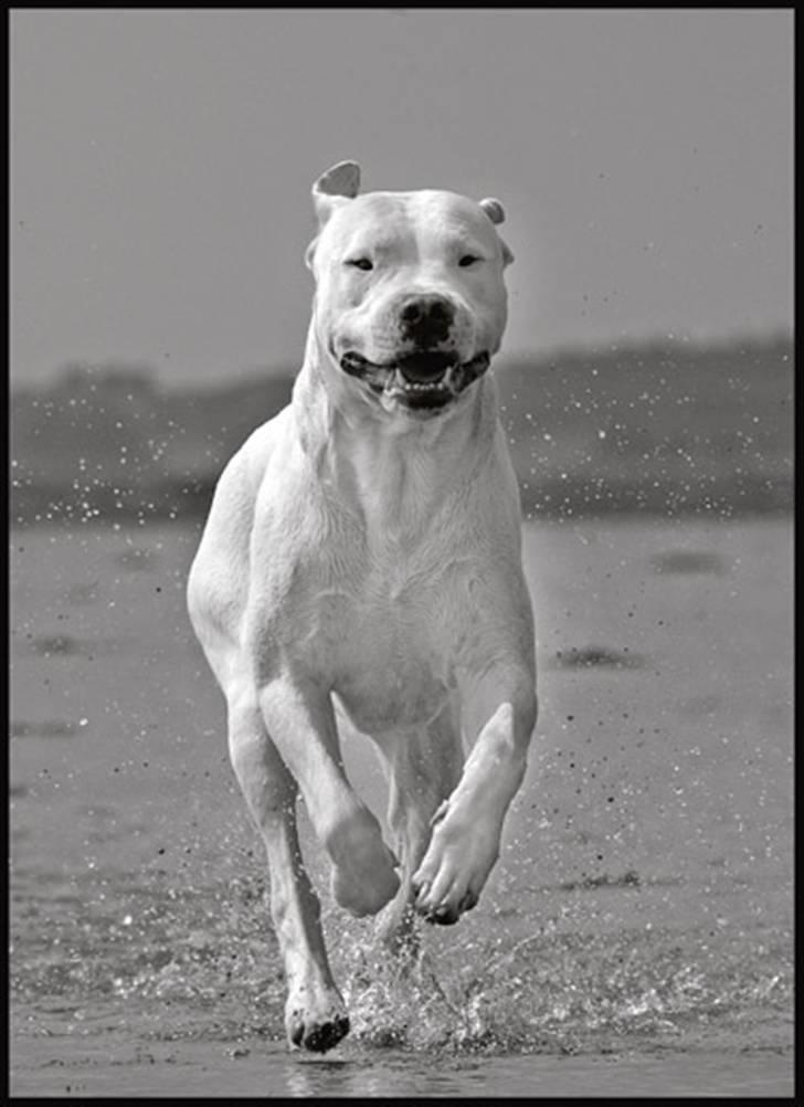 Dogo argentino cano - taget af rostell foto billede 15