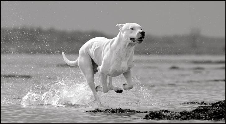 Dogo argentino cano - taget af rostell foto billede 16