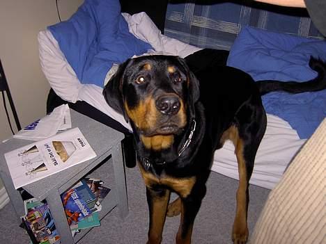 Rottweiler Don billede 1